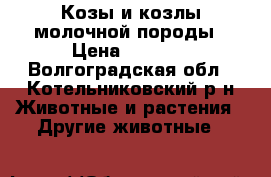 Козы и козлы молочной породы › Цена ­ 5 000 - Волгоградская обл., Котельниковский р-н Животные и растения » Другие животные   